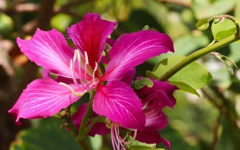 Bauhinia flower - Hong Kong National Flower