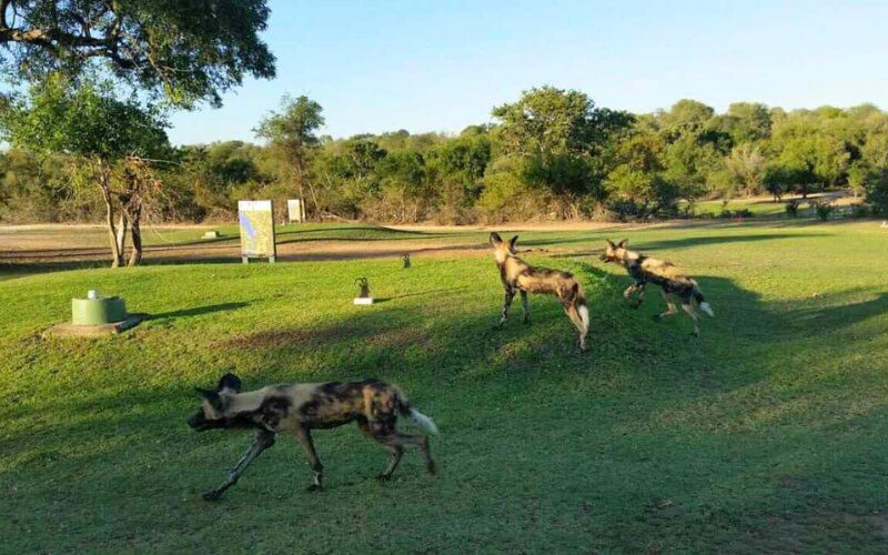 Malelane Golf Club 3