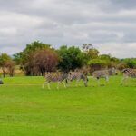 Zebula Golf Estate